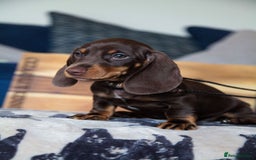 Miniature Dachshund dogs for sale: KC CHOCOLATE MINIATURE DACHSHUNDS -5 STAR LICENSED - Image 7