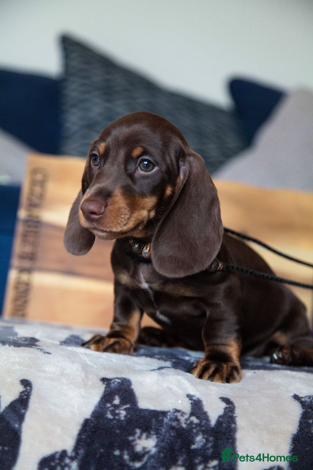 Miniature Dachshund dogs for sale: KC CHOCOLATE MINIATURE DACHSHUNDS -5 STAR LICENSED - Image 7