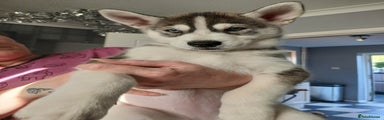 Siberian Husky Puppy 2