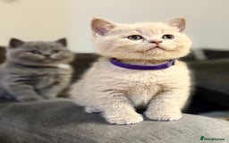 Scottish Fold cats for sale: Scottish straight - Image 23