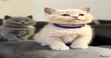 Scottish Fold cats - Advert 16