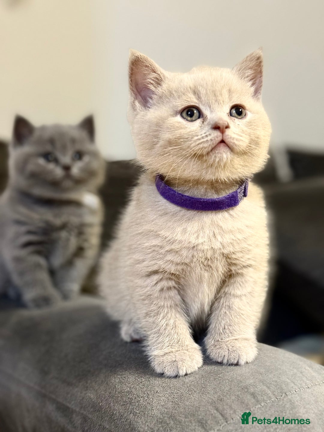 Scottish Fold cats for sale: Scottish straight - Image 23