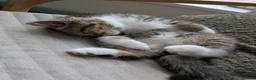 Exotic cats for sale: Beautiful exotic kittens - last beautiful boy  - Advert 5