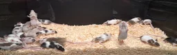 Mouse rodents for sale: Baby Fancy Female Mice - Advert 5