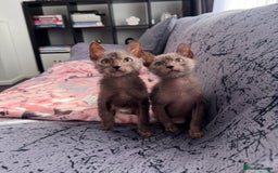 Lykoi cats for sale: Loving Lykoi lap kittens (open to offers) - Image 1