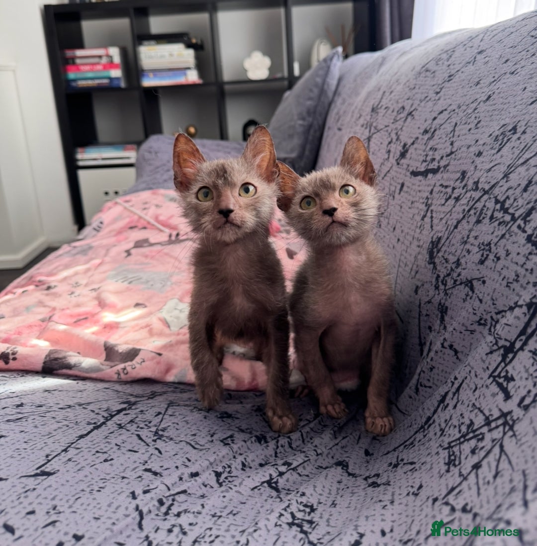 Lykoi cats for sale: Loving Lykoi lap kittens (open to offers) - Image 1