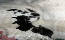 Mixed Breed cats for sale: 4 male kittens ready around 16/10!! - Image 8
