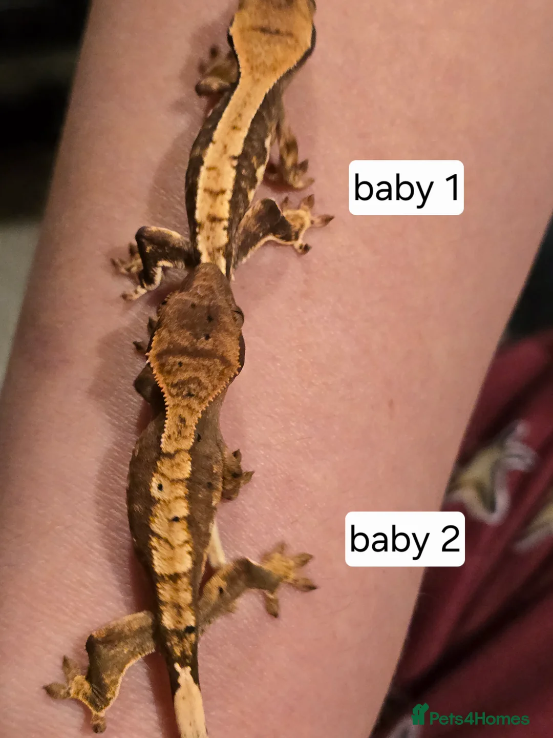 Gecko reptiles for sale: Baby crested geckos  - Advert 2