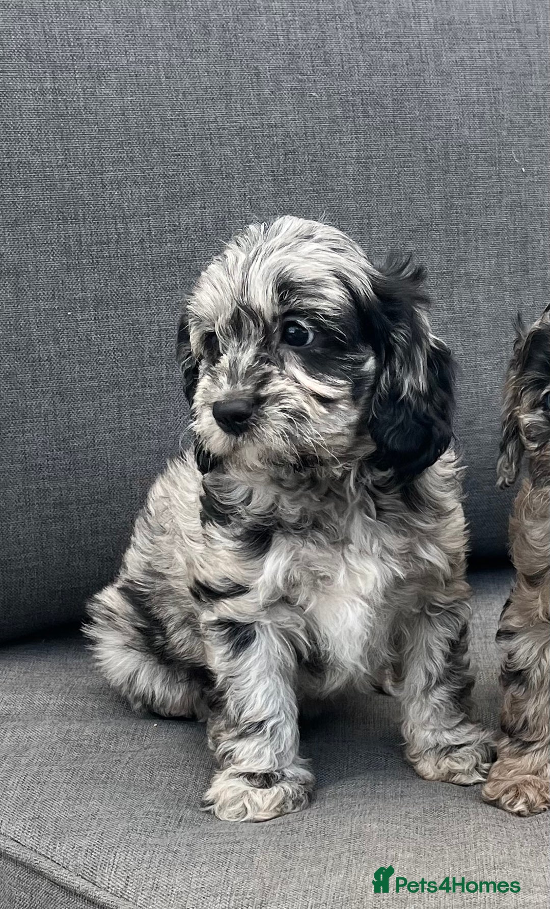 Cavapoo dogs for sale: Stunning Cavapoo puppies - Image 24