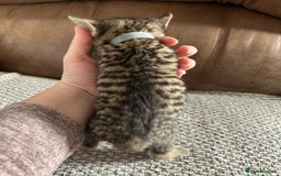 Mixed Breed cats for sale: 6 Beautiful kittens  - Image 3