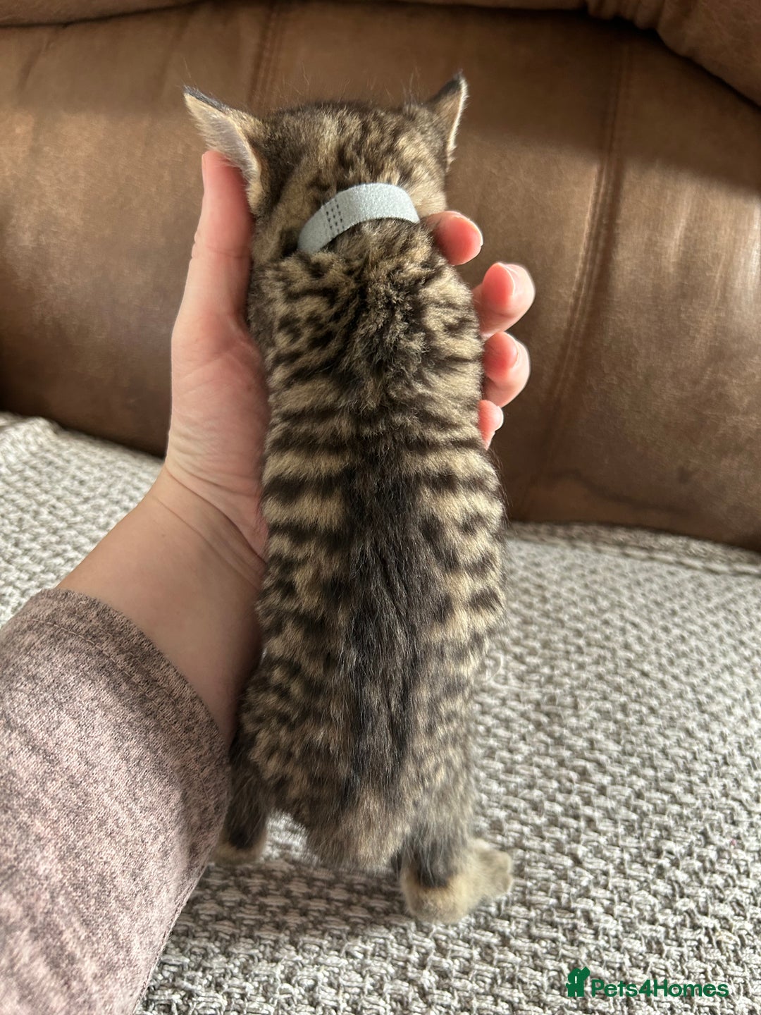 Mixed Breed cats for sale: 6 Beautiful kittens  - Image 3