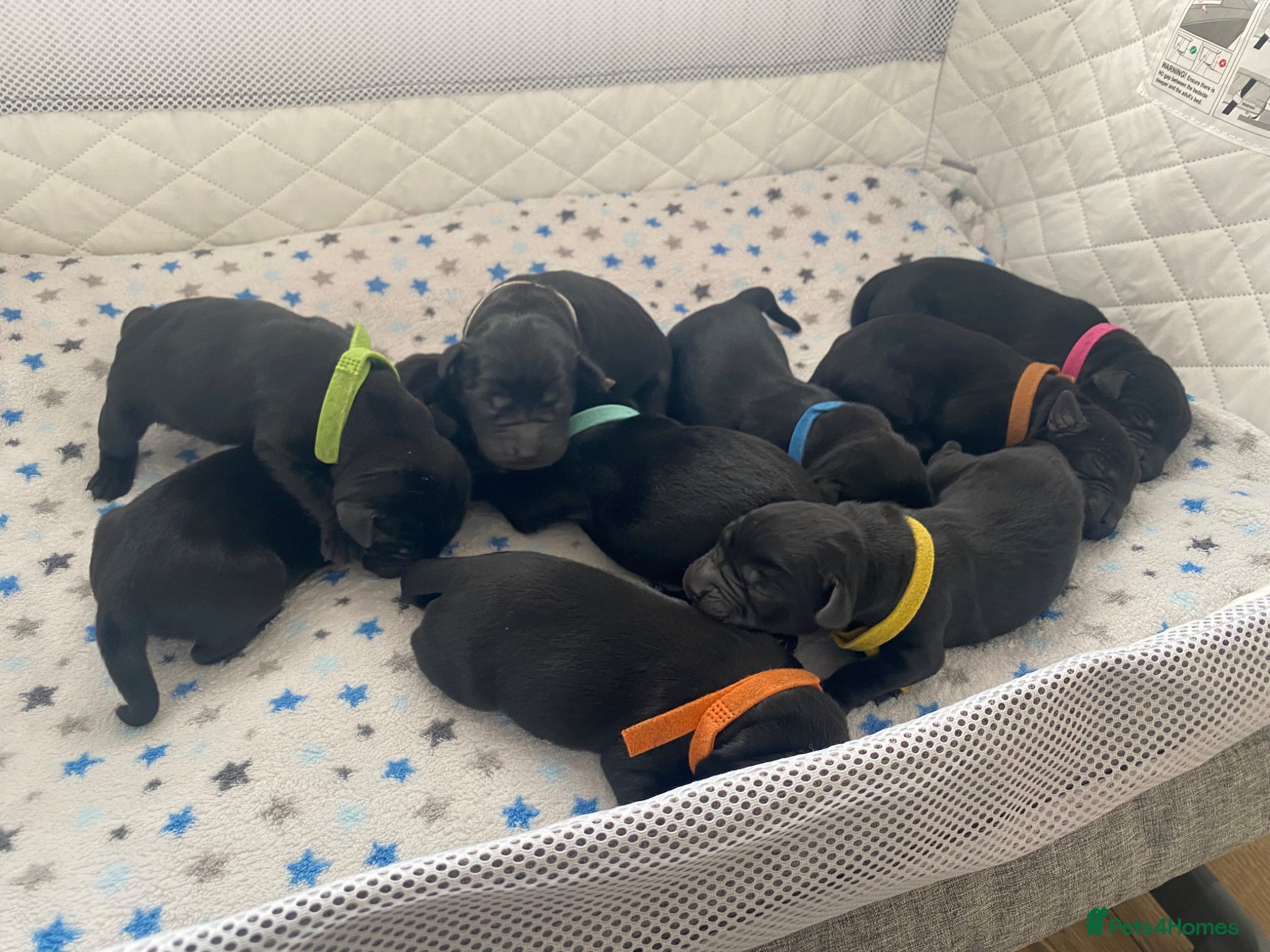 Labrador Retriever dogs Beautiful litter of Black Labradors  - Advert 8