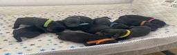 Labrador Retriever dogs for sale: Beautiful litter of Black Labradors  - Advert 1
