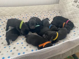 Labrador Retriever dogs Beautiful litter of Black Labradors - Advert 1