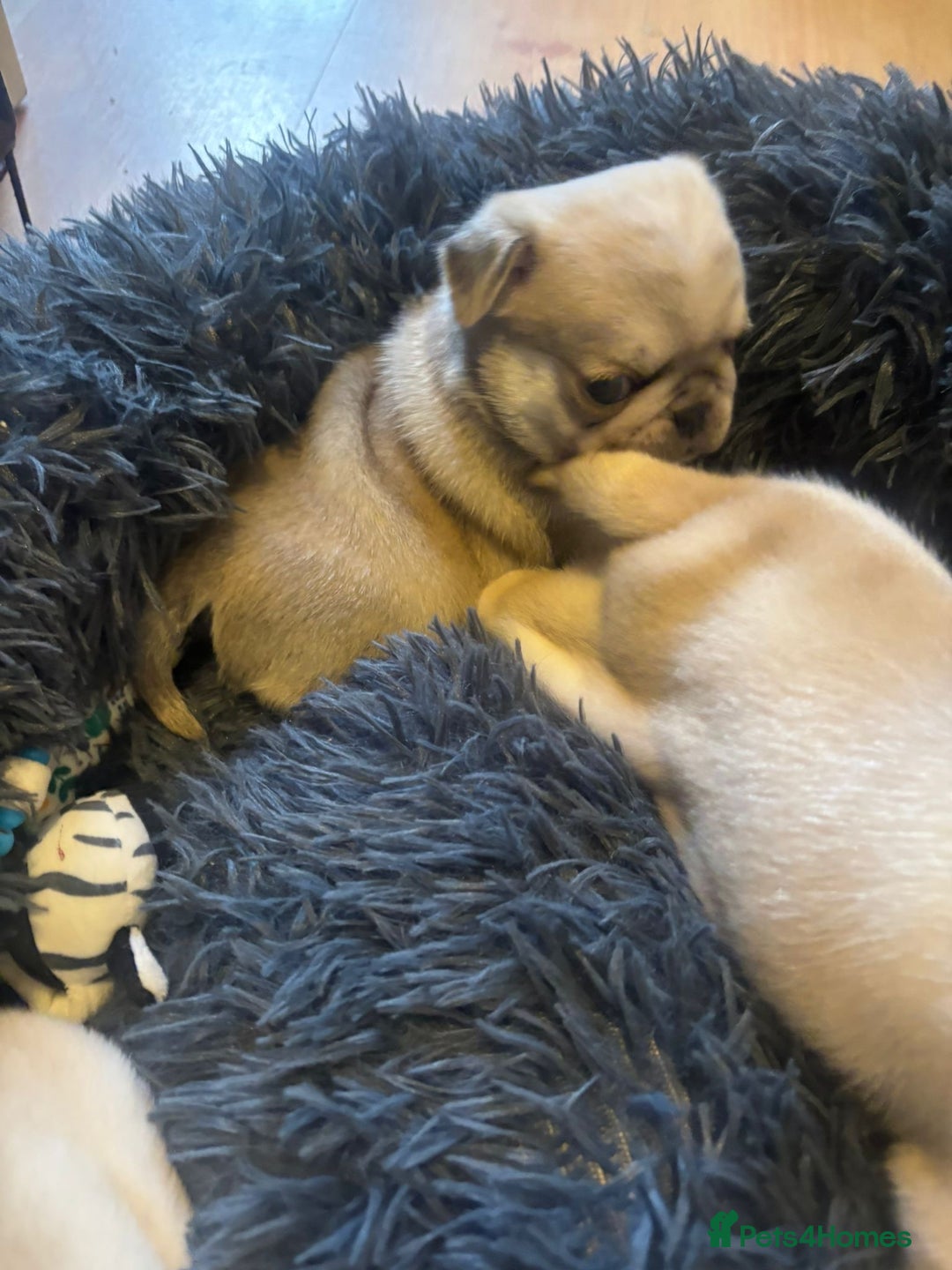 Pug dogs for sale: Beautiful Pug Puppies Male Female - Image 6