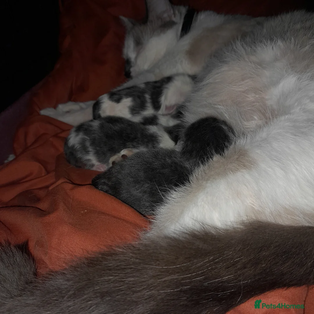 Siamese cats for sale: All rehomed now - Advert 2