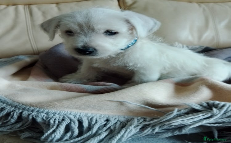 West Highland Terrier dogs - Advert 1
