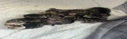 Bengal cats for sale: Bengal kittens  - Advert 3