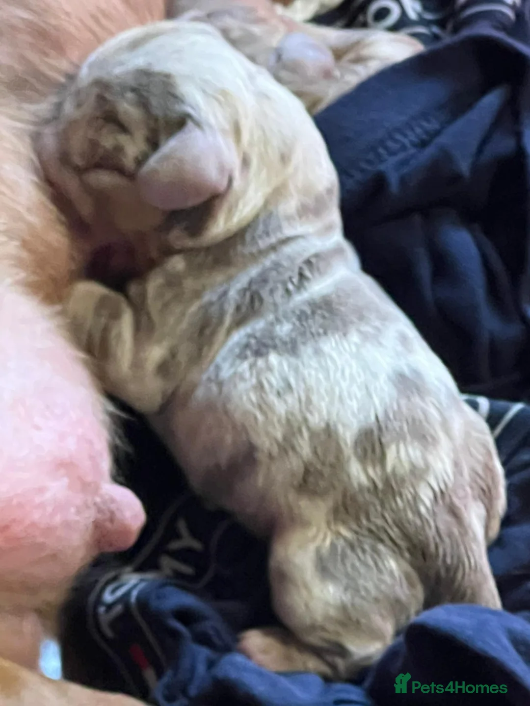 Miniature Dachshund dogs for stud: For stud my boy Dinky  in Alfreton - Advert 28