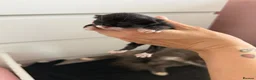 Mixed Breed cats for sale: Black and white kittens  - Advert 17