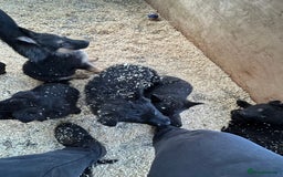 German Shepherd dogs for sale: German shepherd puppies  - Advert 35