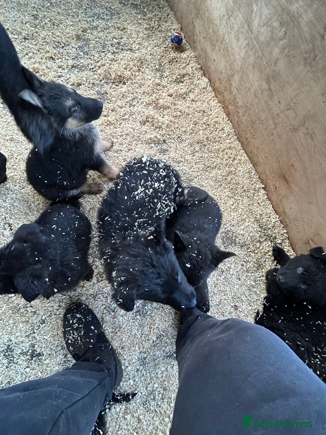 German Shepherd dogs for sale: German shepherd puppies  - Advert 35