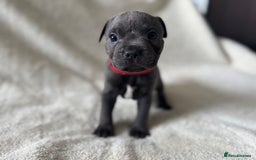 Staffordshire Bull Terrier dogs for sale: One red collar boy left and ready for loving home… - Image 3