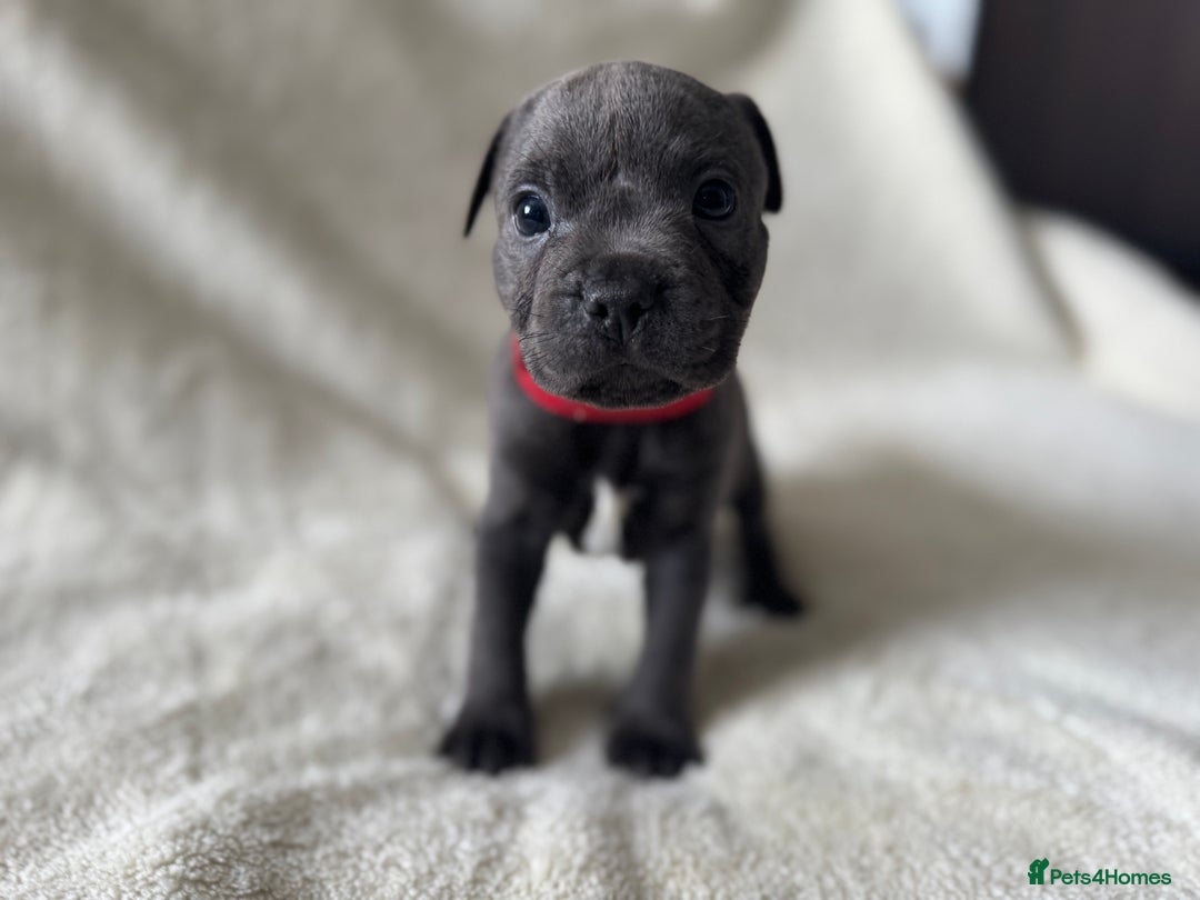 Staffordshire Bull Terrier dogs for sale: One red collar boy left and ready for loving home… - Image 3