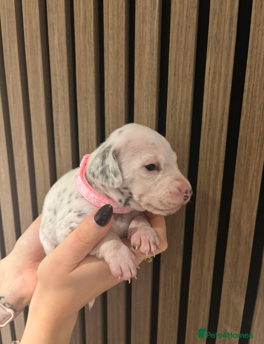 Dalmatian dogs for sale: Dalmatians for Sale (Last 2 Boys Left) - Advert 33