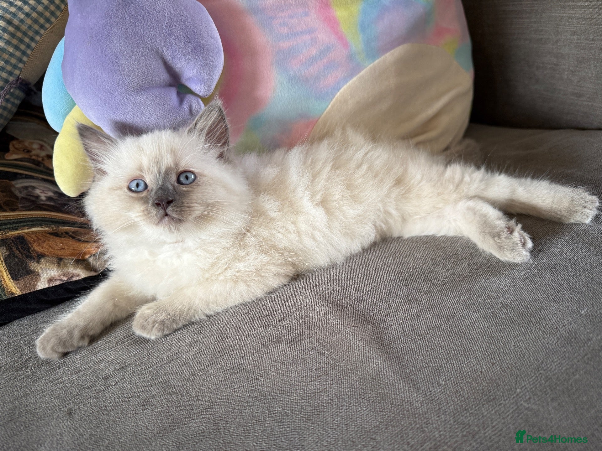 Ragdoll cats Ragdoll kittens READY NOW - Advert 7