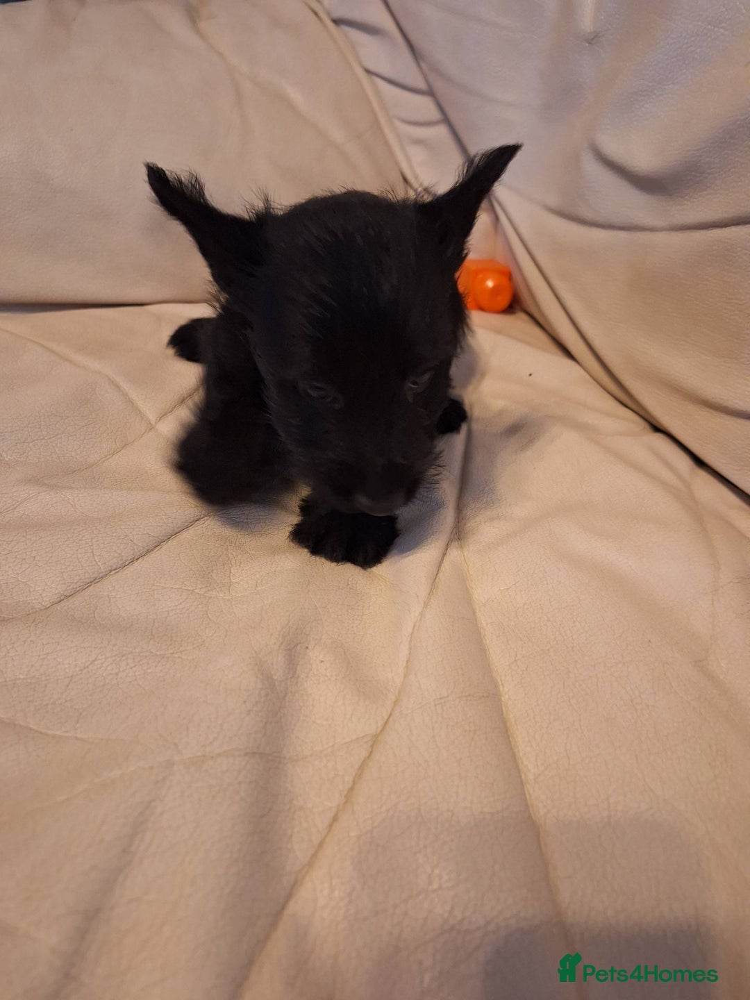Scottish Terrier dogs for sale: ABSOLUTE CUTENESS Scottish Terrier!! - Image 4