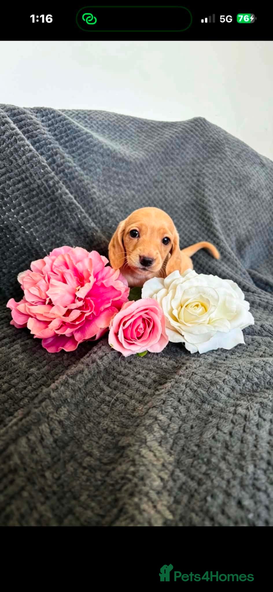 Miniature Dachshund dogs for sale: Miniature daschund puppies KC registered  - Advert 1