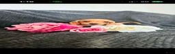 Miniature Dachshund dogs for sale: Miniature daschund puppies KC registered  - Advert 1