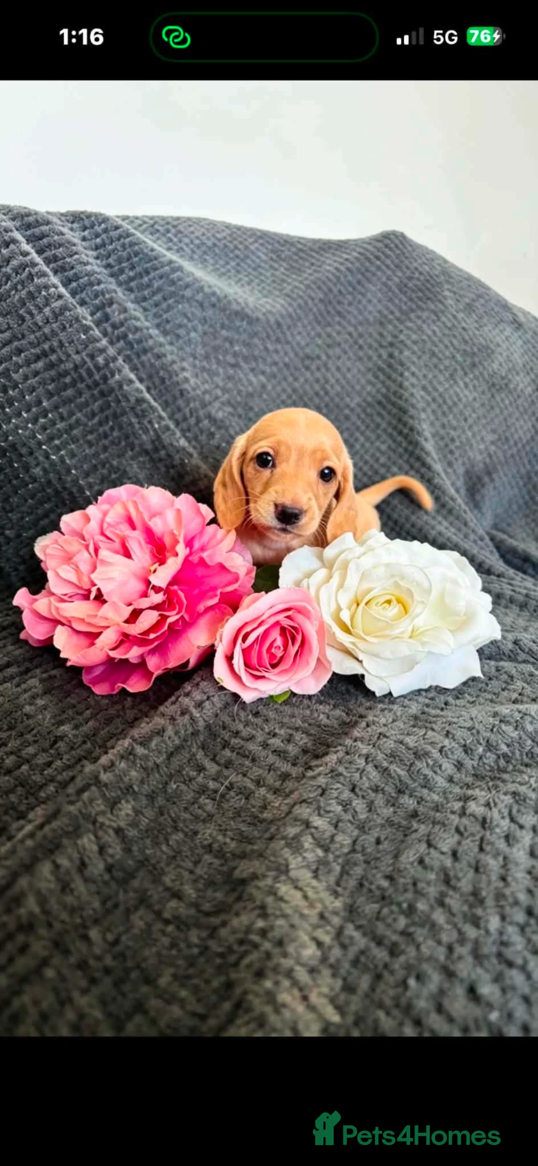 Miniature Dachshund dogs for sale: Miniature daschund puppies KC registered  - Advert 1