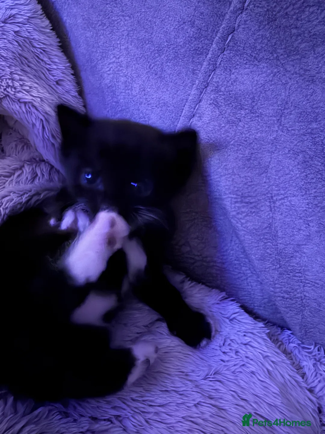 Mixed Breed cats for sale: Two beautiful kittens  - Advert 7