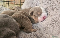 English Bulldog dogs for sale: Outstanding KC English Bulldogs, Top Quality Pups - Image 32