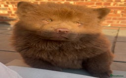Chow Chow dogs for sale: Chocolate chow chow - Image 1