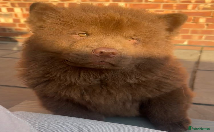 Chow Chow dogs - Advert 6