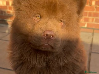 Chow Chow dogs - Advert 12