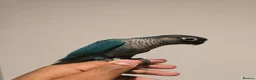 Conures birds for sale: Handreared and tame baby conure parrots - Advert 2