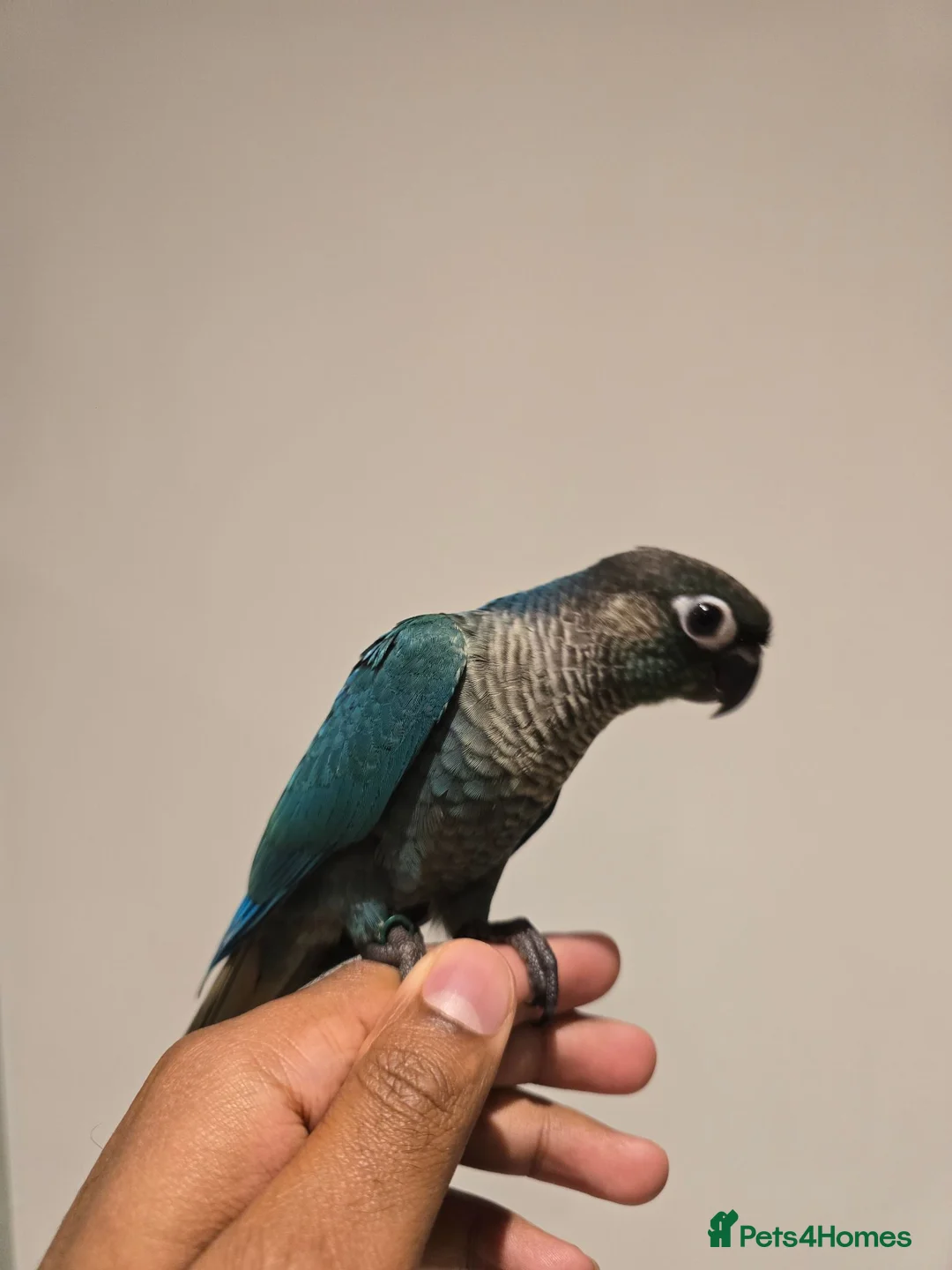 Conures birds for sale: Handreared and tame baby conure parrots - Advert 2