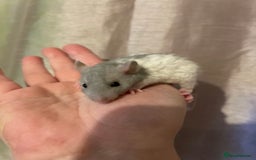 Rat rodents for sale: Baby rats looking for 5*homes only  - Advert 4