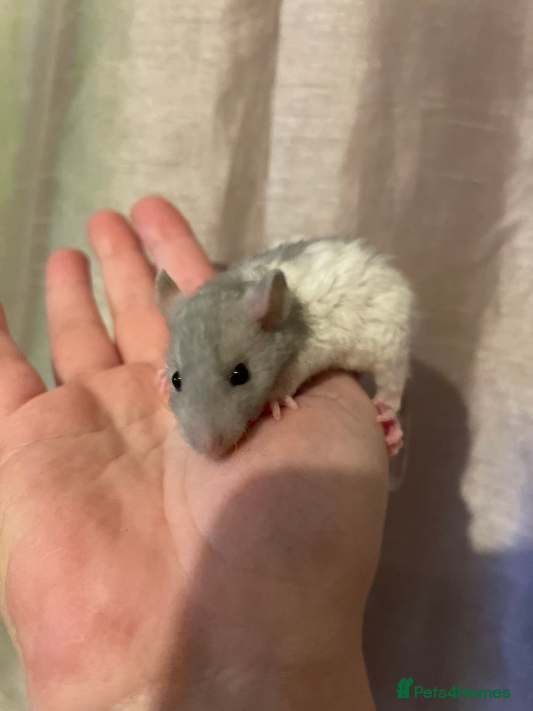 Rat rodents for sale: Baby rats looking for 5*homes only  - Advert 4