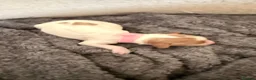 Cockapoo dogs for sale: 🐾 Stunning F2 Cockapoo Pups – 2 Boys & 4 Girls 🐾 - Advert 18