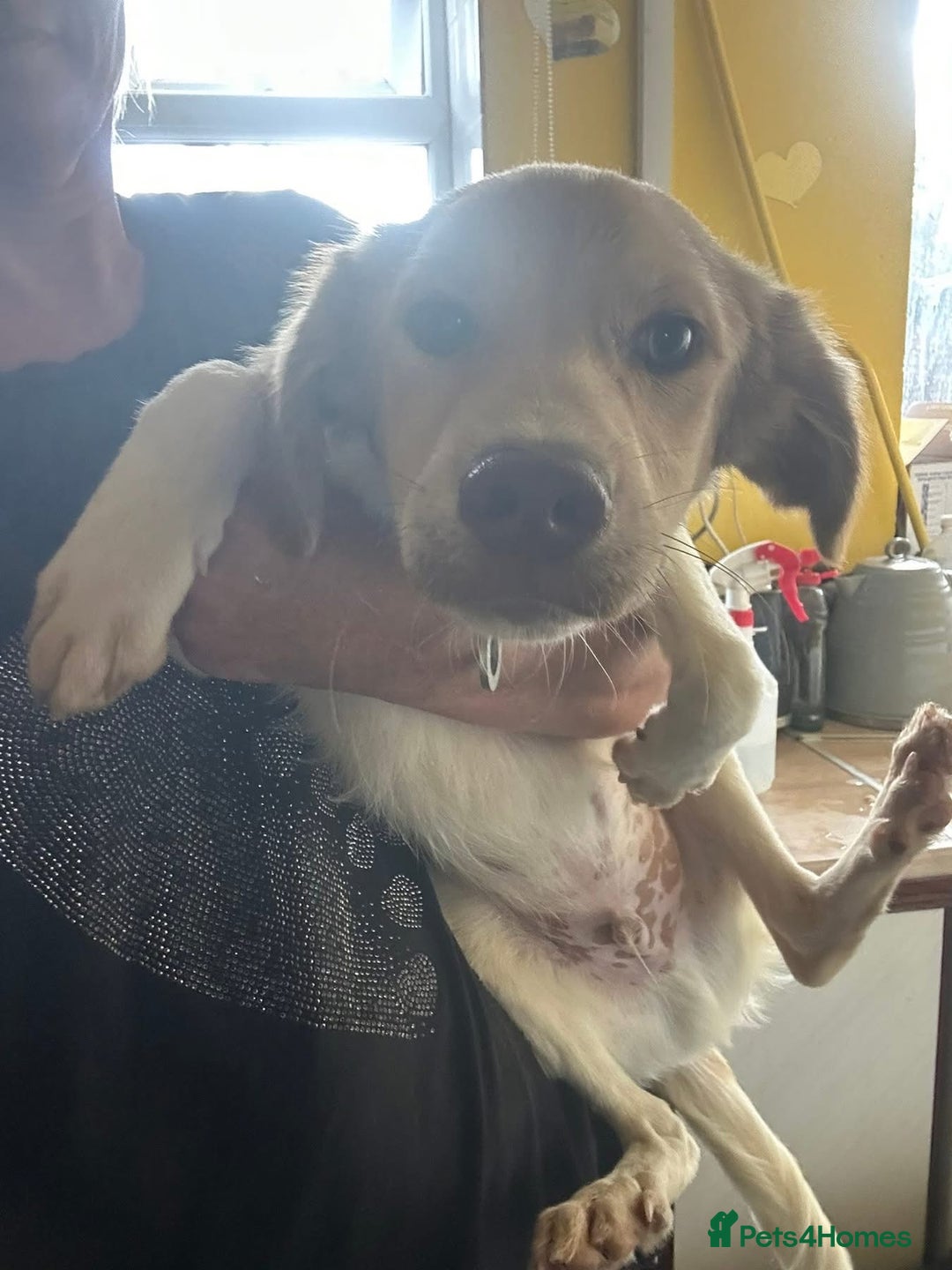 Mixed Breed dogs for adoption: Pocket - Norwich Norfolk  - Image 11