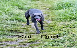 Whippet dogs for sale: Beautiful Whippet puppies for sale!  - Image 9