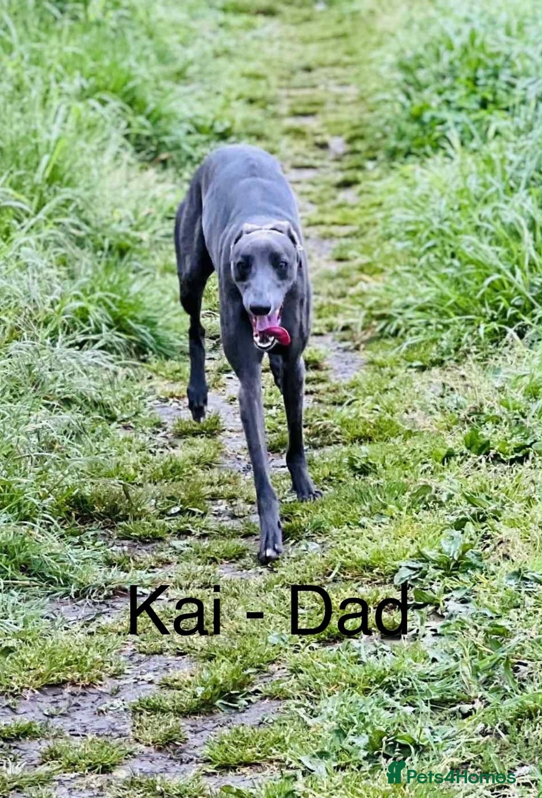 Whippet dogs for sale: Beautiful Whippet puppies for sale!  - Image 9