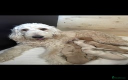 Double Doodle dogs for sale: Beautiful Double Doodles puppies  - Image 18
