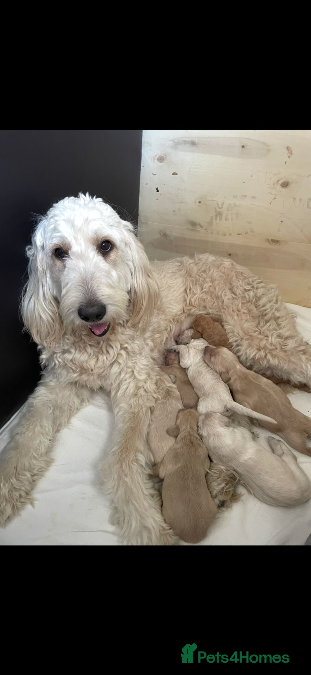 Double Doodle dogs for sale: Beautiful Double Doodles puppies  - Image 18