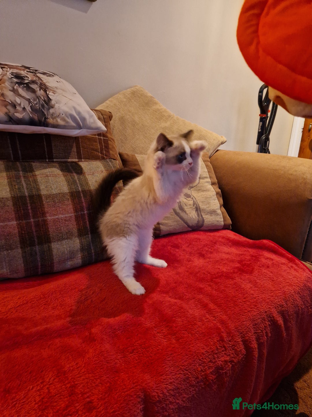 Ragdoll cats for sale: Ragdoll Cross - Advert 4